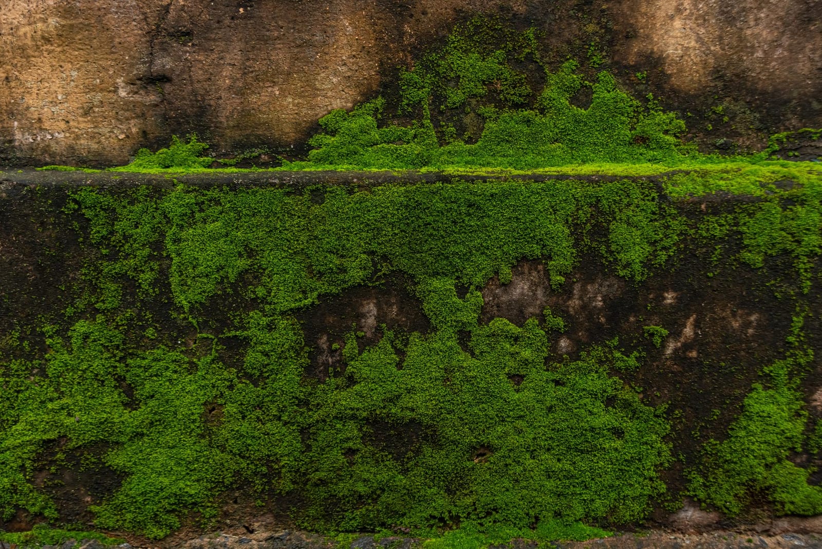 Musgo Líquen Verde — 50 g