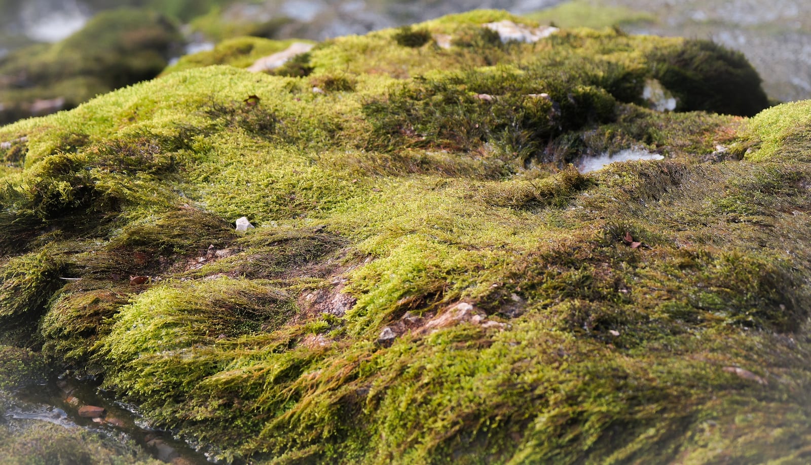 Musgo Esfagno/Sphagnum — 50 g