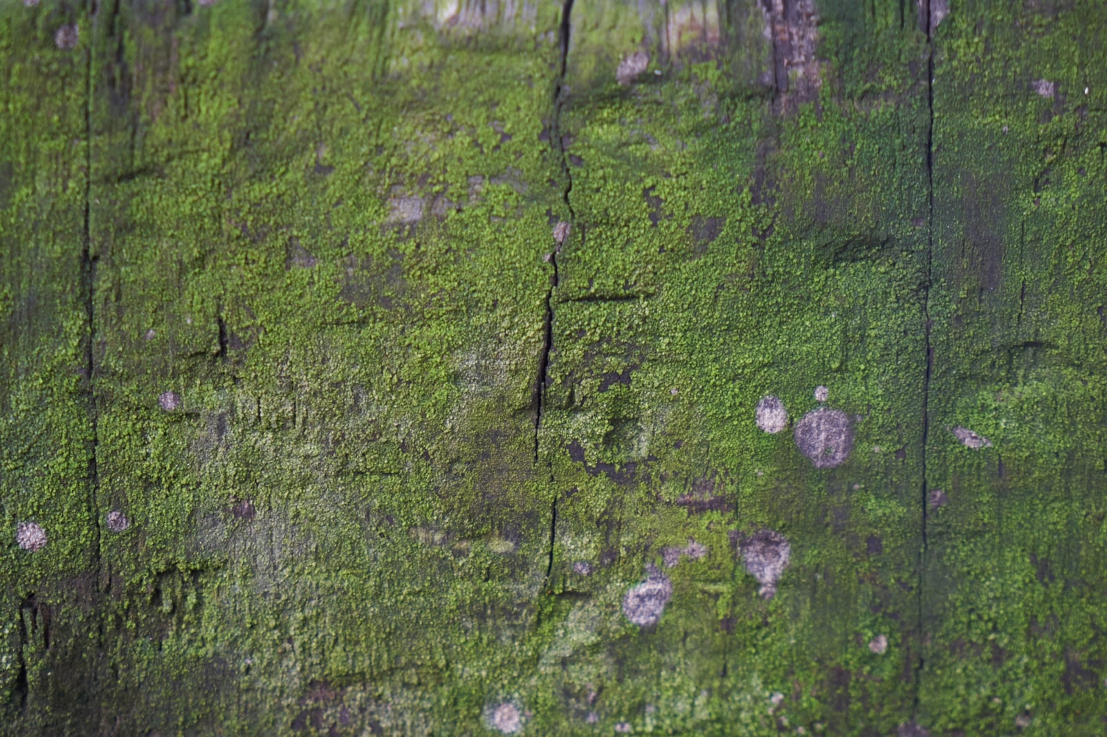 Musgo Sphagnum Vivo