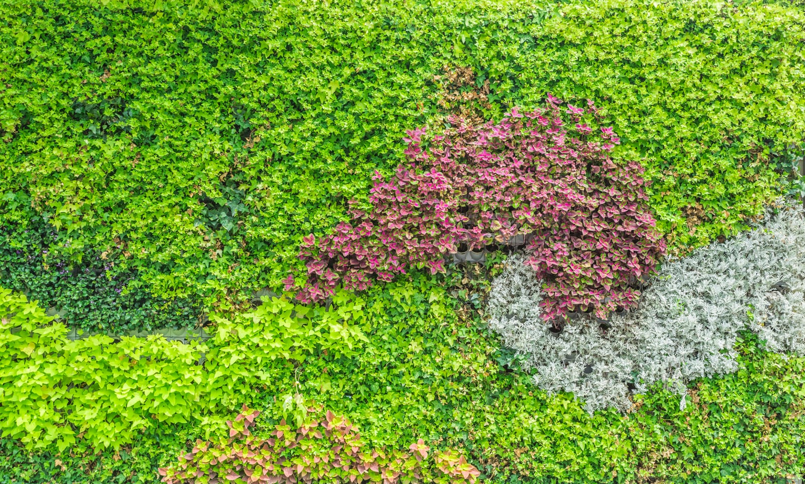 Musgo Sphagnum Vivo